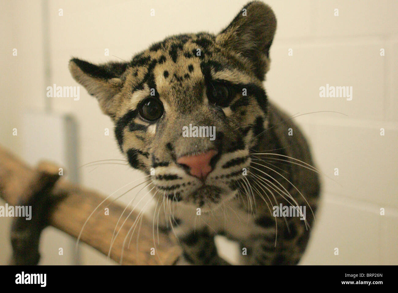 Il leopardo nuvola cub ritratto Foto Stock