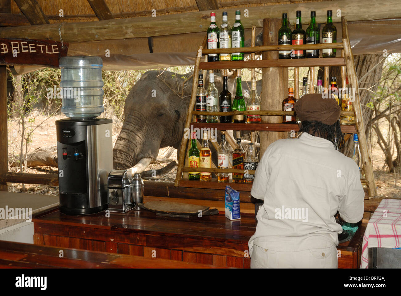 Elephant bull al bar Foto Stock