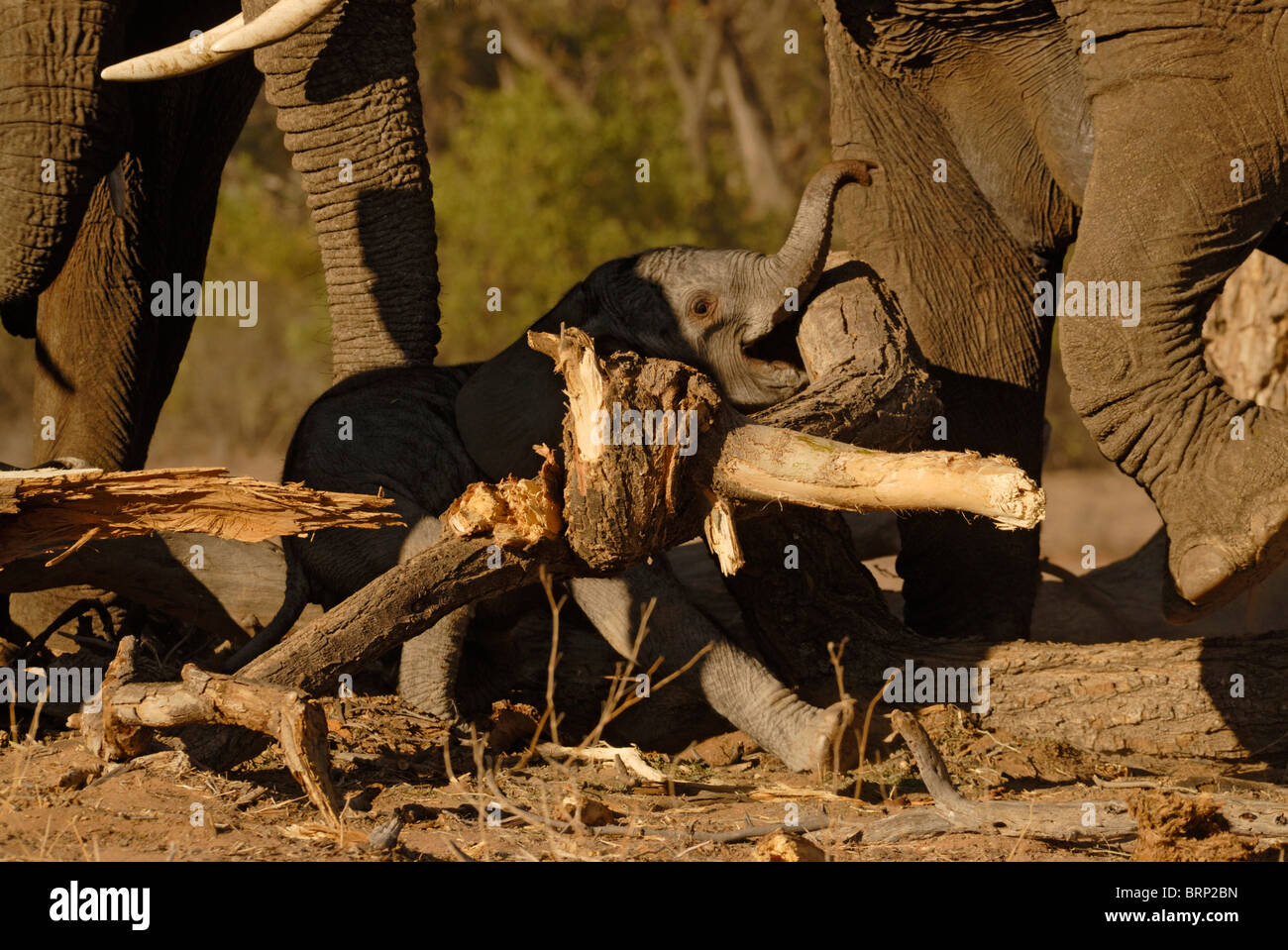 I giovani baby elephant bloccata sotto albero caduto Foto Stock