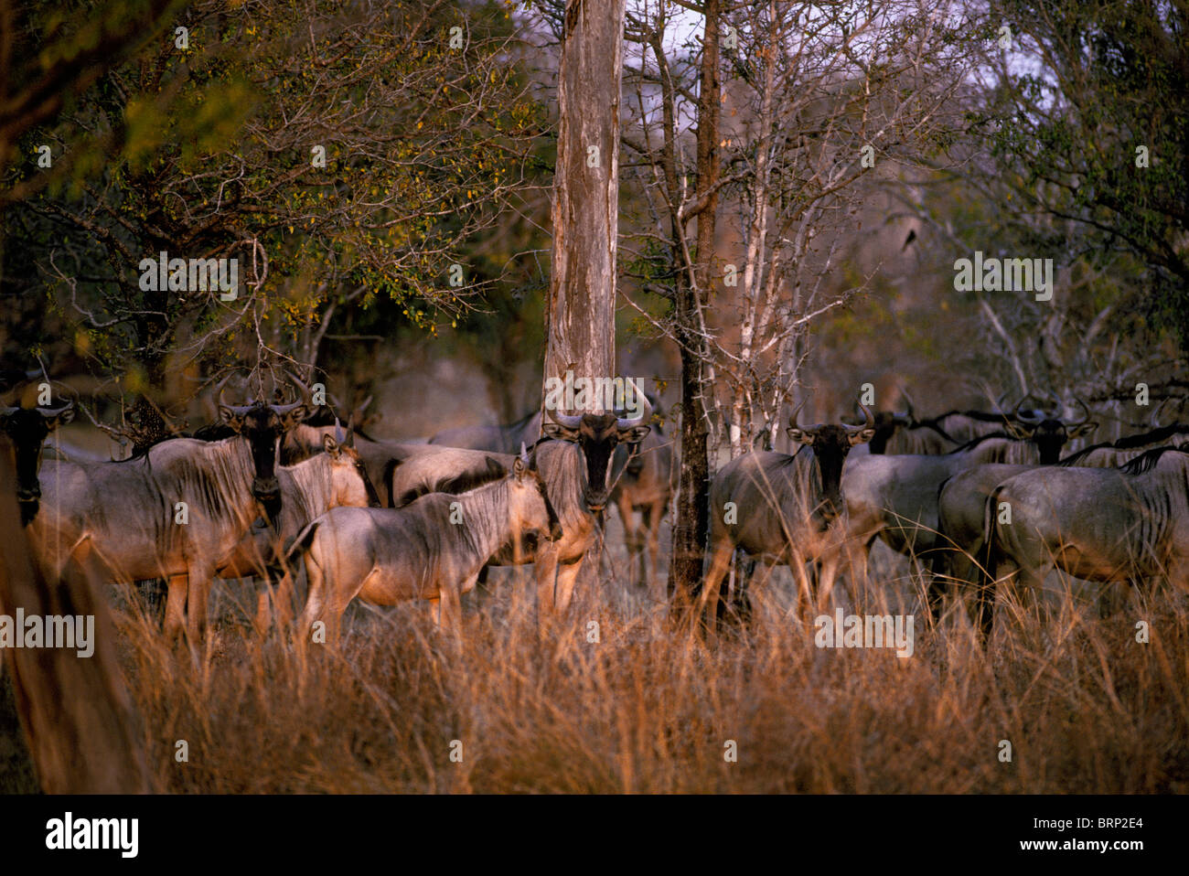 Cookson's GNU (Connochaetes taurinus cooksoni) in piedi in un gruppo Foto Stock