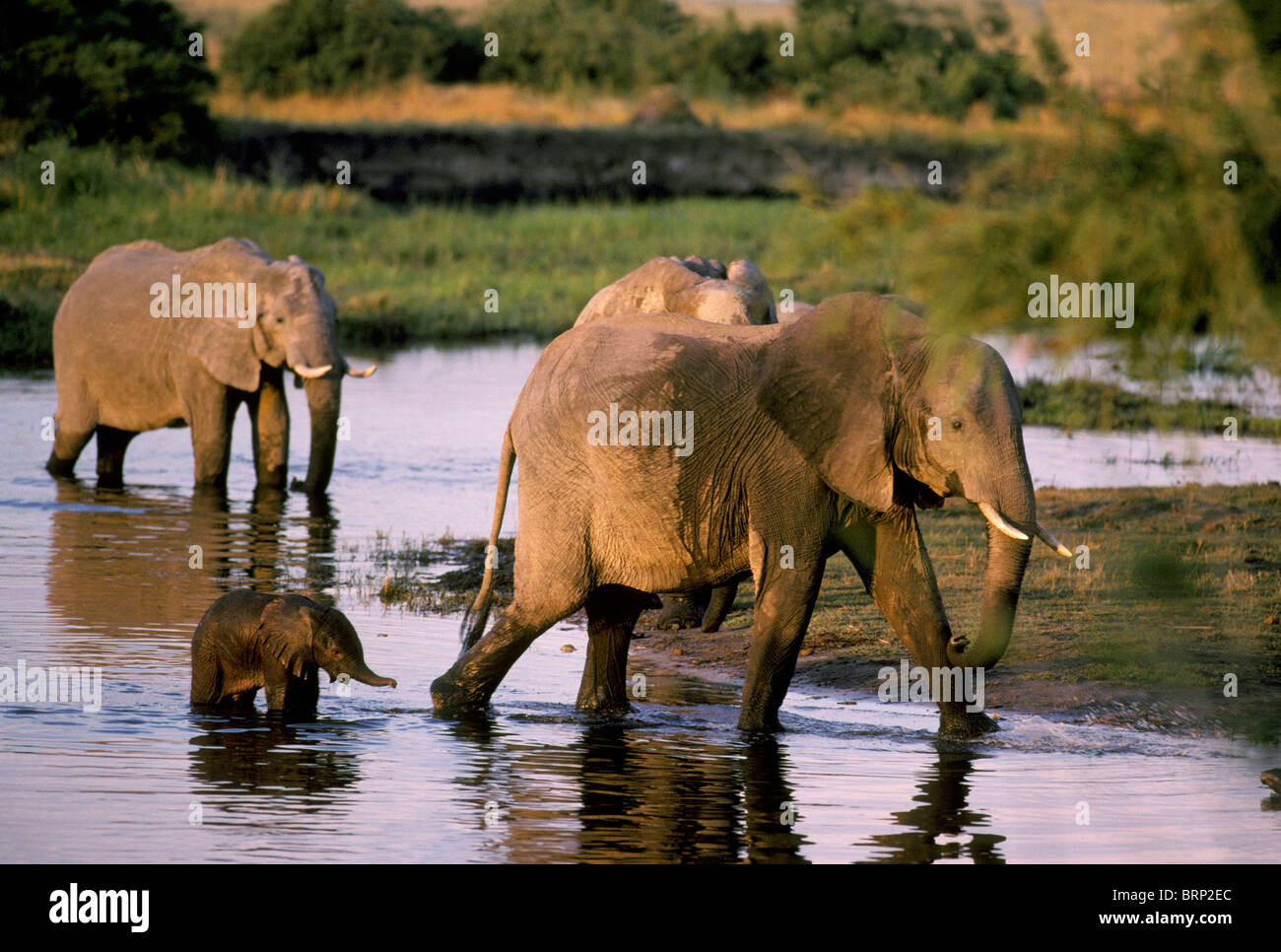 Elefante africano (Loxodonta africana) allevamento allevamento con vitello neonato guadare in fiume Foto Stock