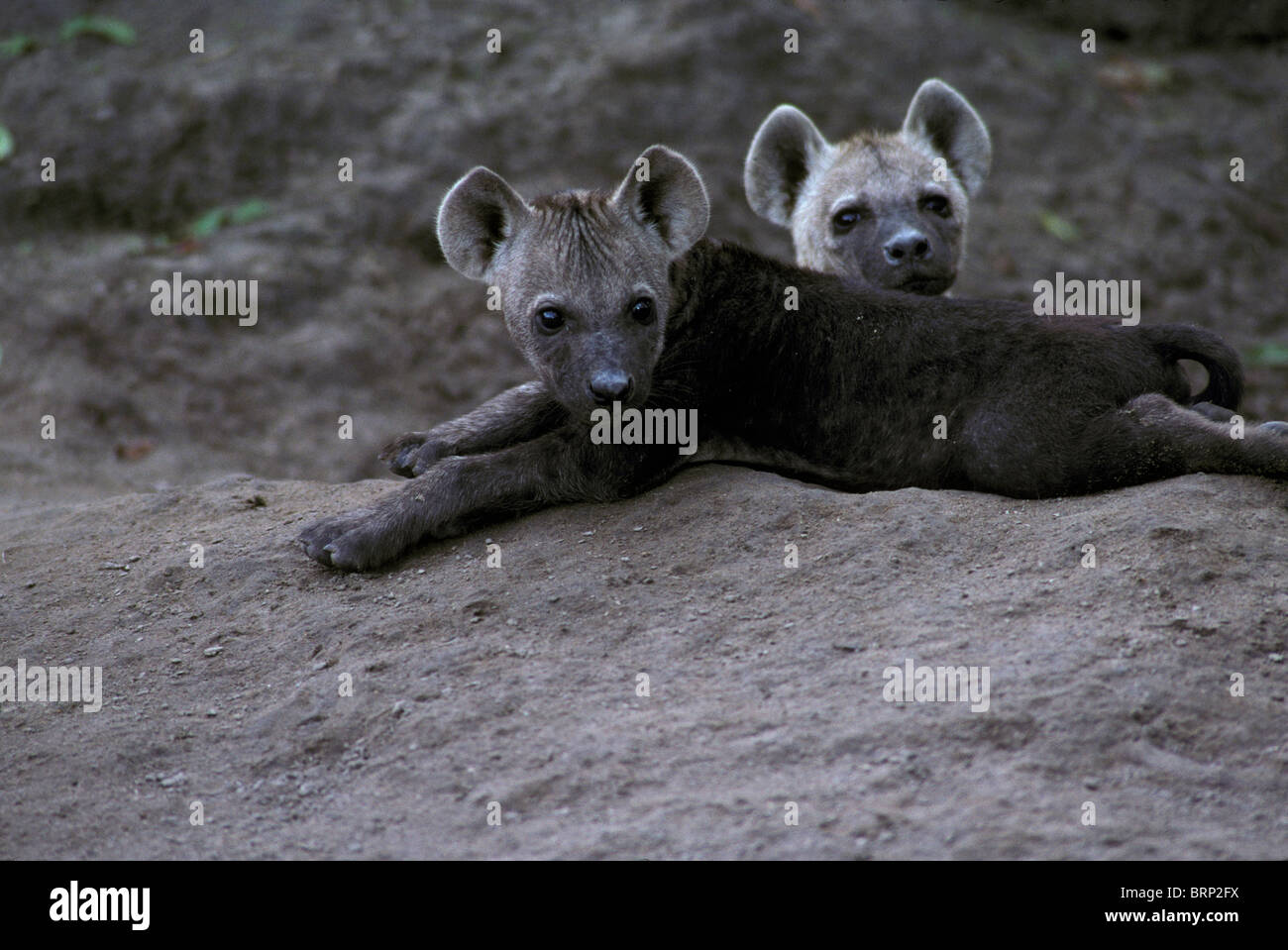 Due spotted hyena cuccioli (Crocuta crocuta) Foto Stock