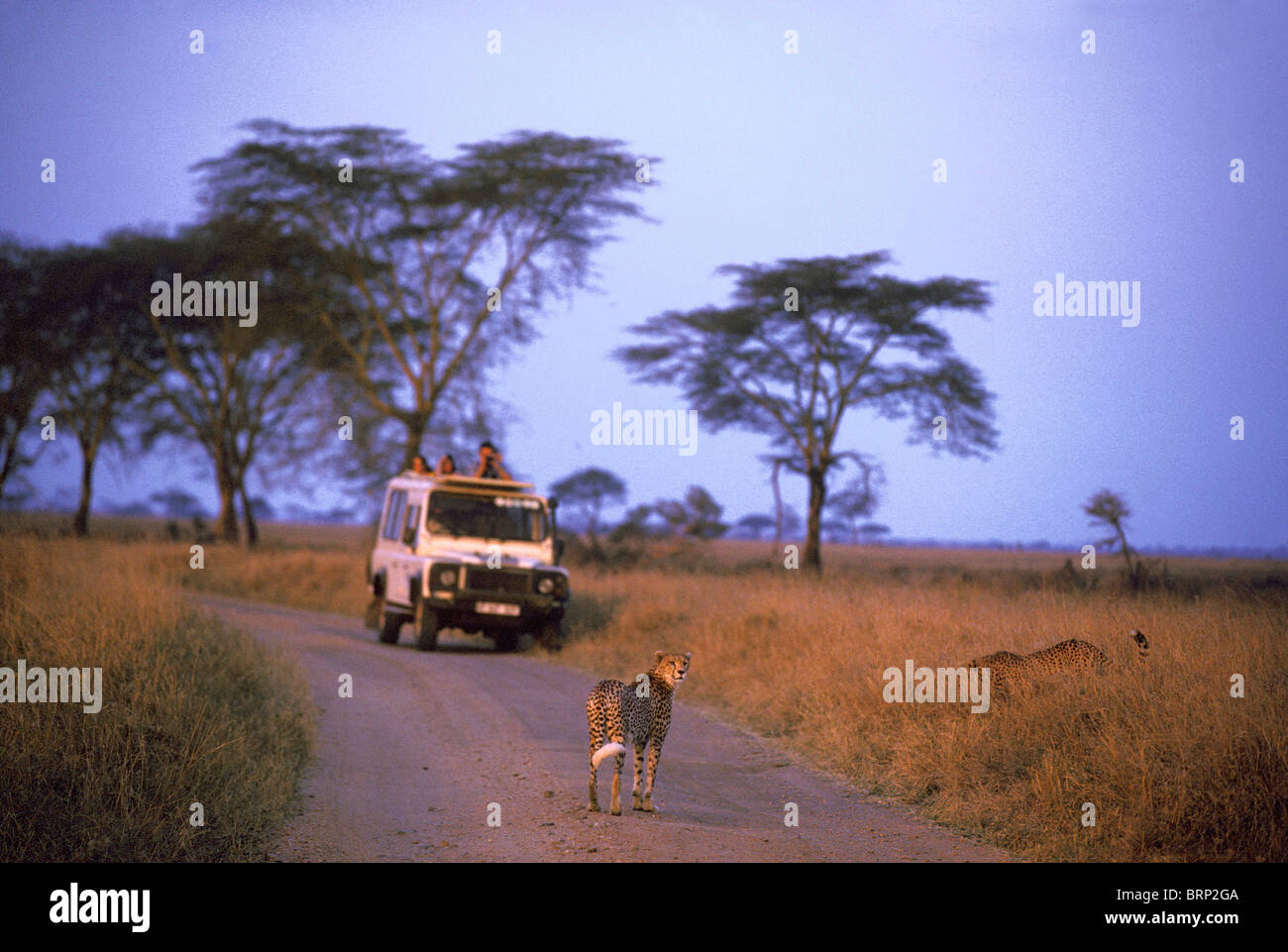 Cheetah in piedi in strada e accovacciato in erba di essere visitati dai turisti in safari veicolo (Acinonyx jubatus) Foto Stock
