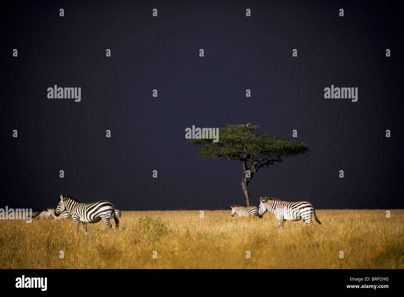 La Burchell zebra con nuvole temporalesche sopra (Equus burchelli) Foto Stock