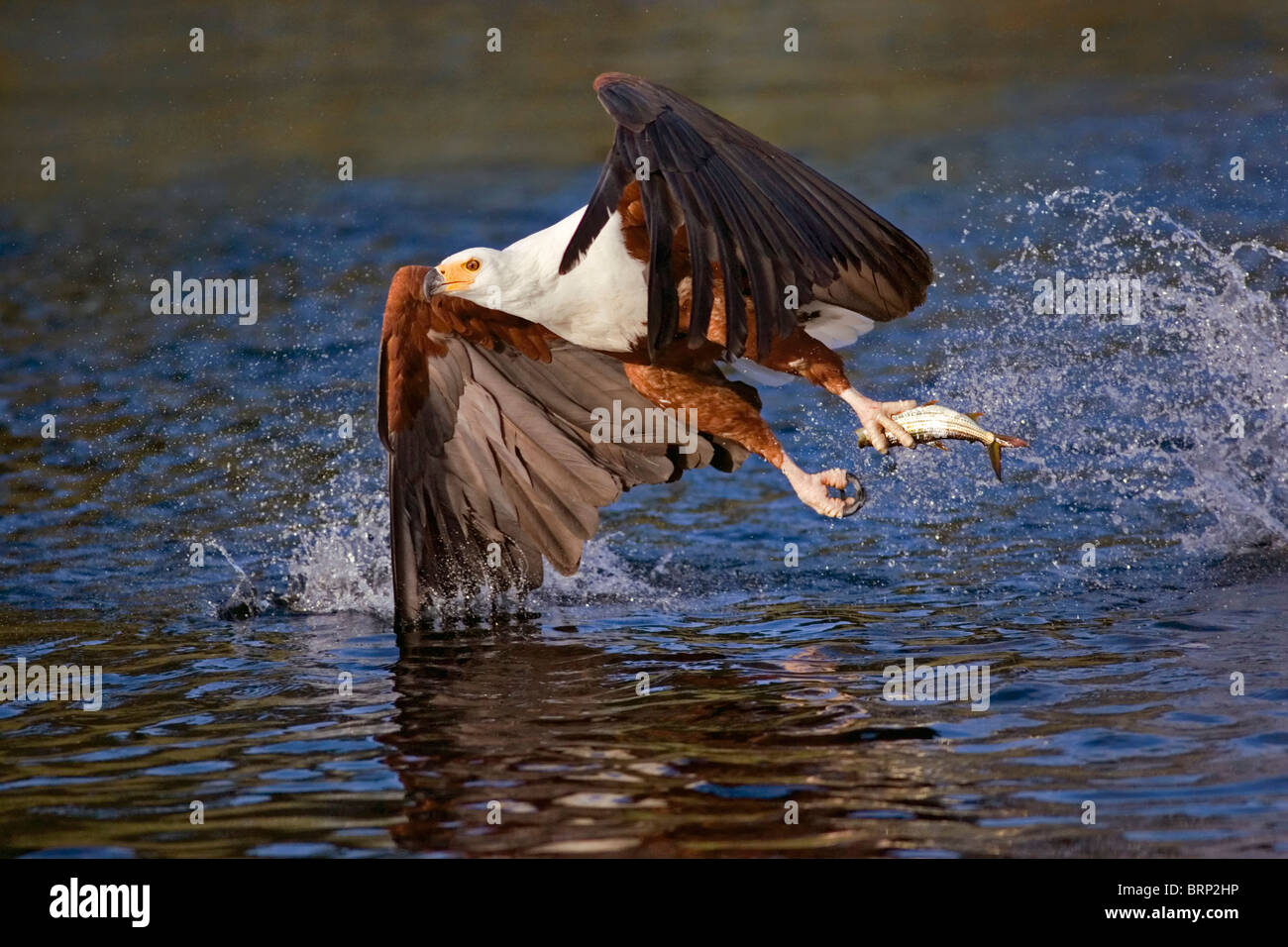 African Fish Eagle con un appena pescate tiger pesce nella sua talons " Foto Stock