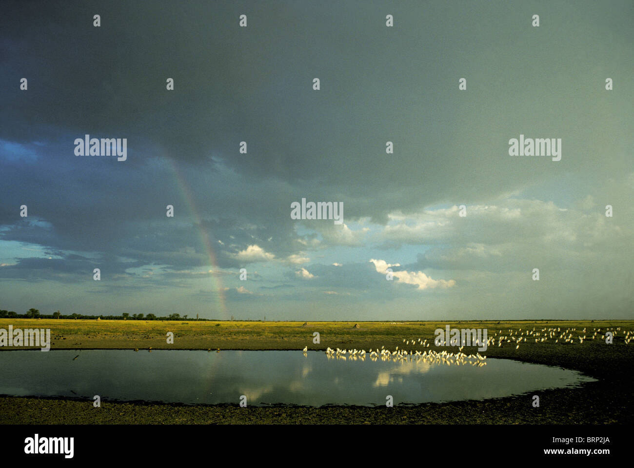 Guardabuoi in padella con pioggia nuvole che si avvicina (Bubulcus ibis) Foto Stock