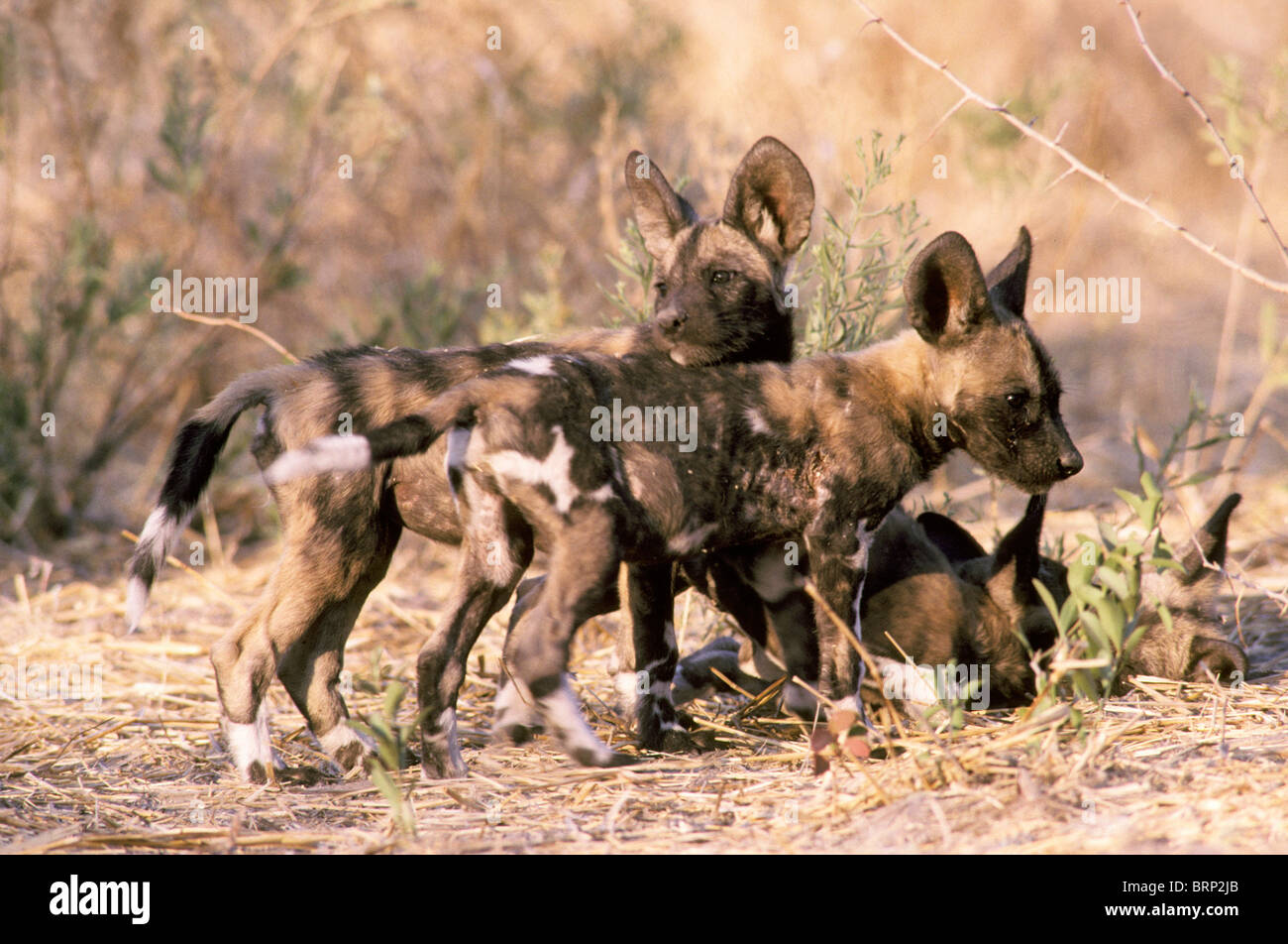 Wild Dog cuccioli di riproduzione (Lycaon pictus) Foto Stock