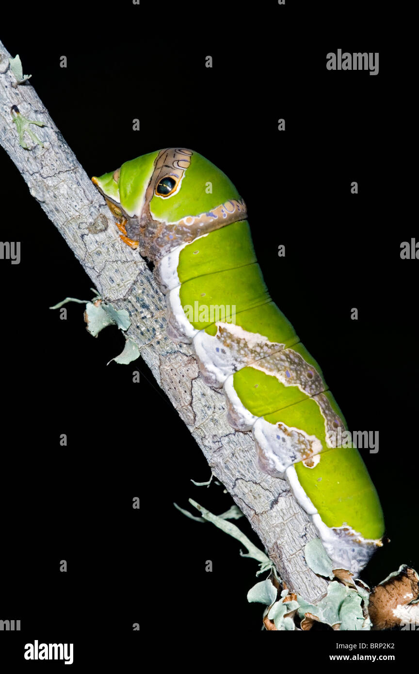Larva matura di agrumi a coda di rondine / arancio cane con osmeterium estesa in difesa di auto (Papilio demodocus) Foto Stock