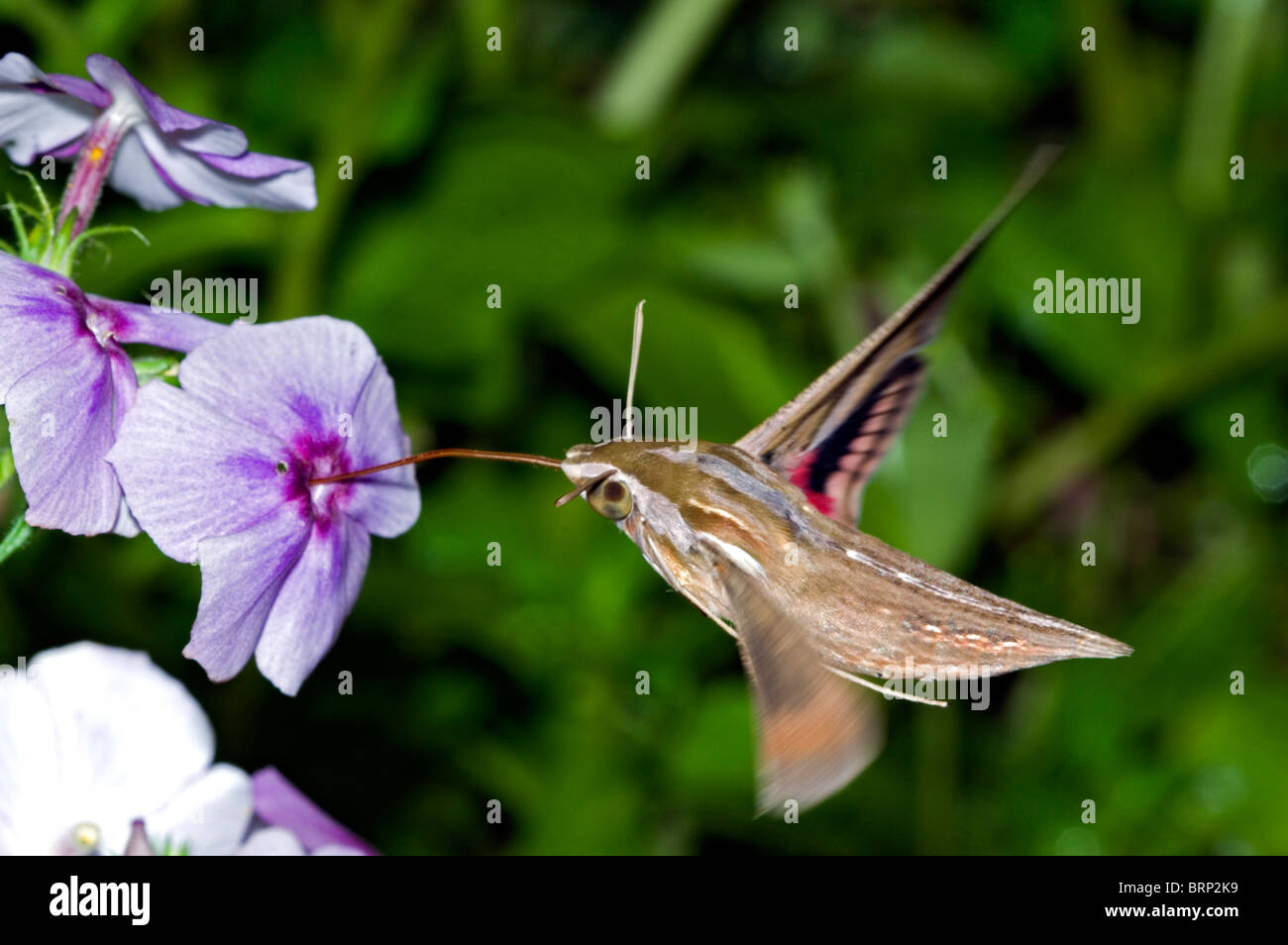 Argento-striped Hawkmoth bere il nettare dei fiori Foto Stock