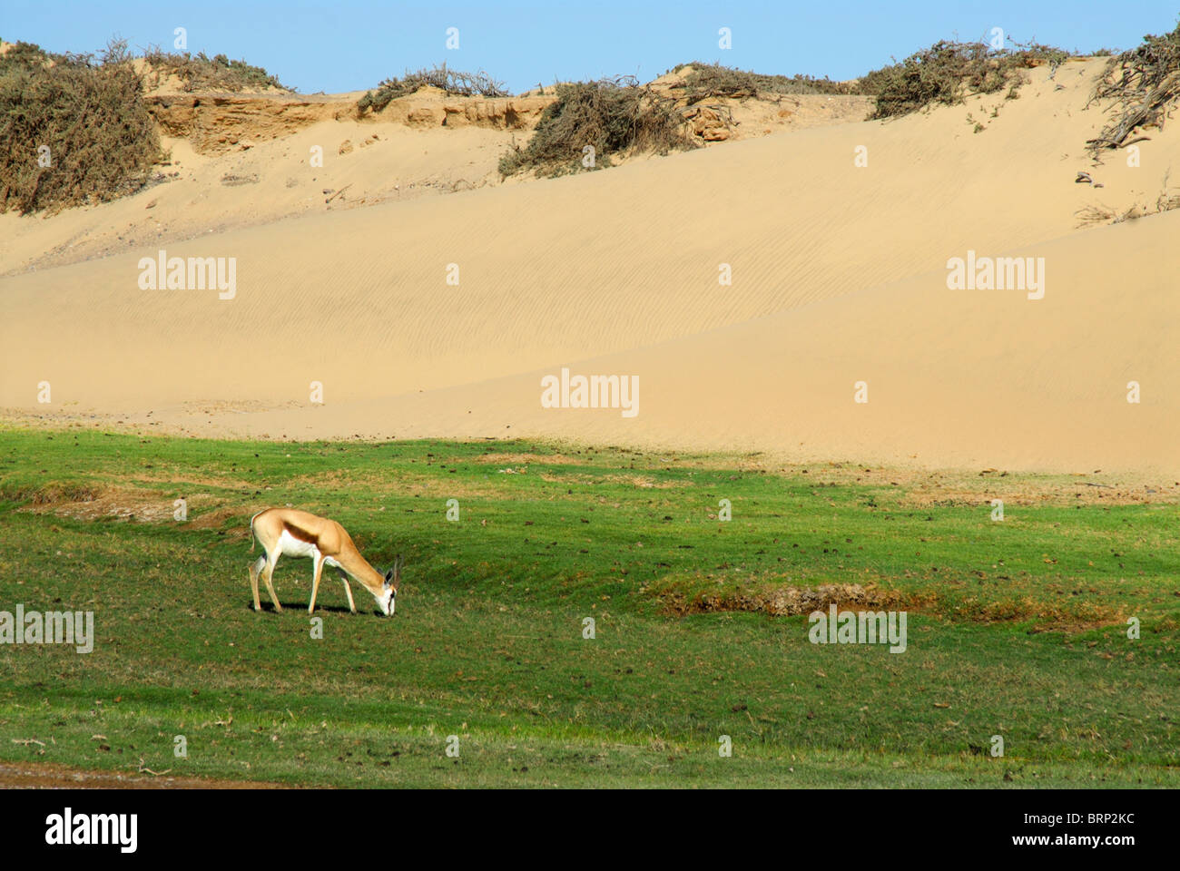 Lone springbok di pascolare su erba verde in un deserto Foto Stock