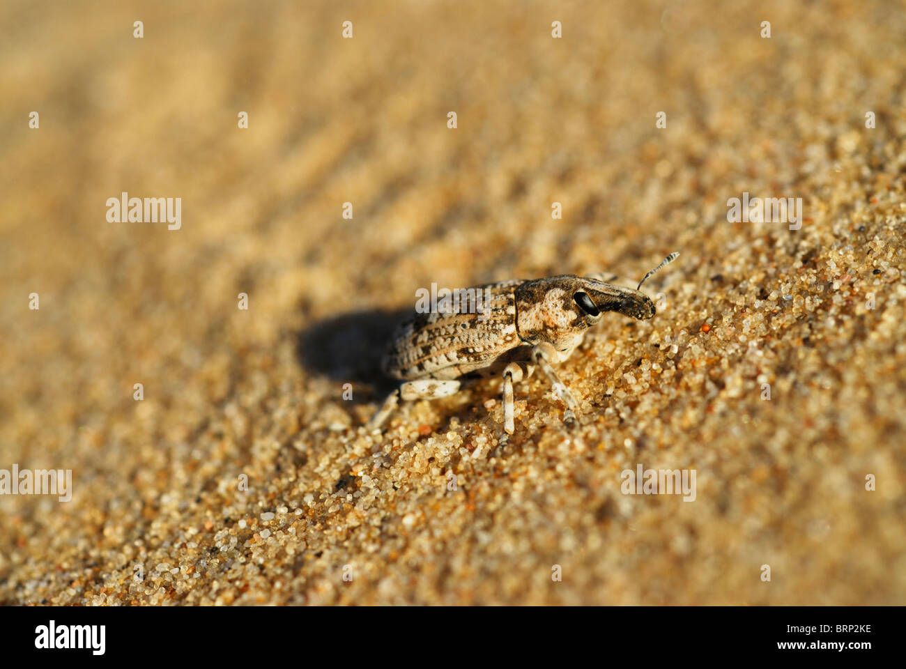 Curculione sulla sabbia-dune Foto Stock