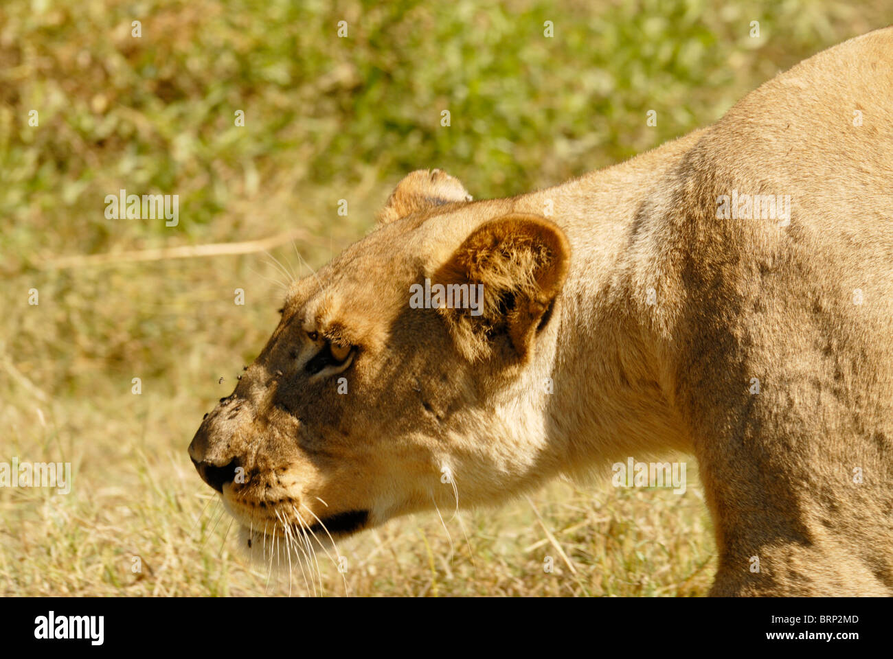 Vista laterale verticale di una leonessa stalking buffalo Foto Stock