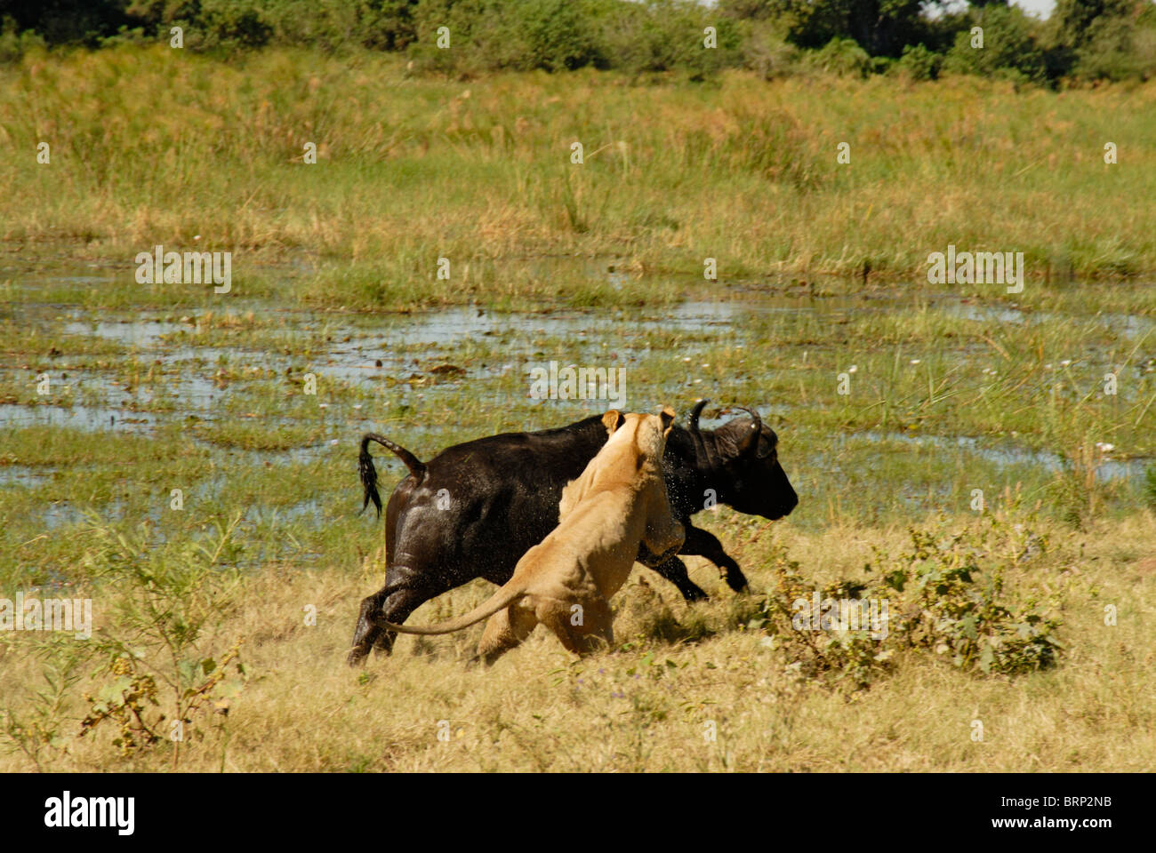 Leonessa a cattura di buffalo bull (sequenza Chase 21 di 21) Foto Stock