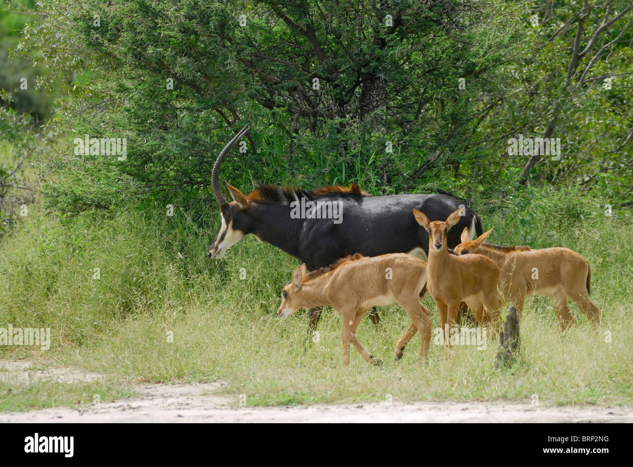 Femmina Sable Antelope e tre puledri Foto Stock