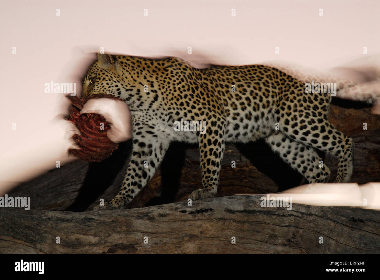 Vista astratta di leopard parte portante di uccidere su un tronco di albero al tramonto Foto Stock
