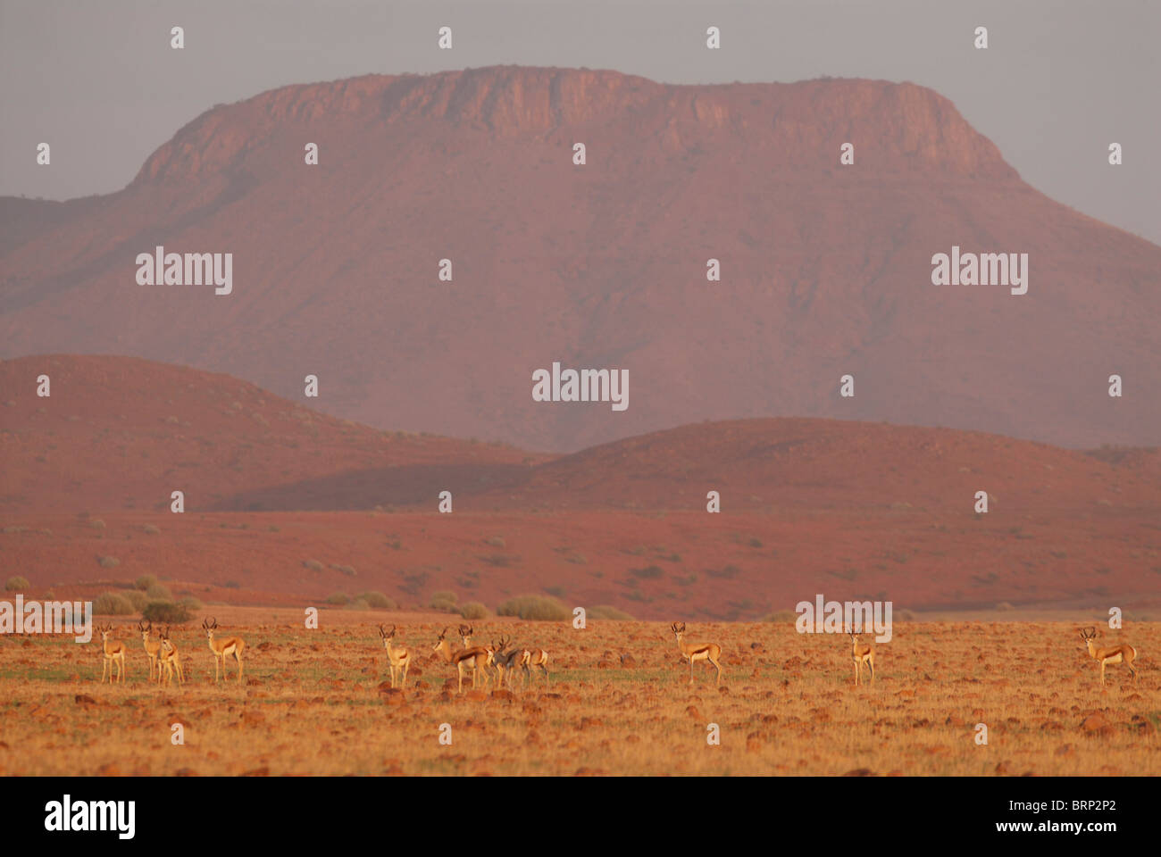 Vista panoramica della mandria di springbok contro uno sfondo di montagna Foto Stock