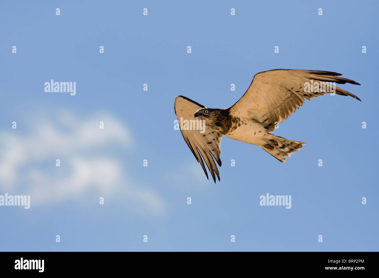 Nero-chested Snake Eagle in volo Foto Stock