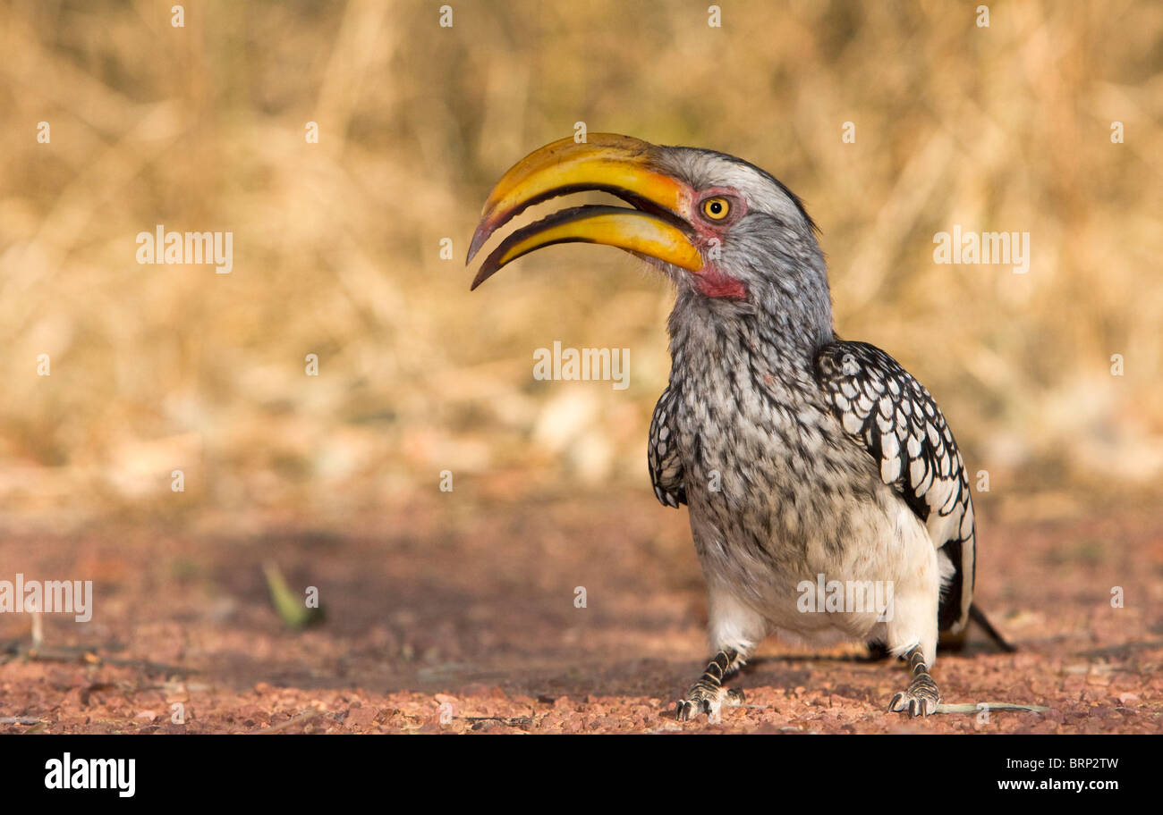 Southern Yellow-fatturati hornbill rovistando sul terreno Foto Stock