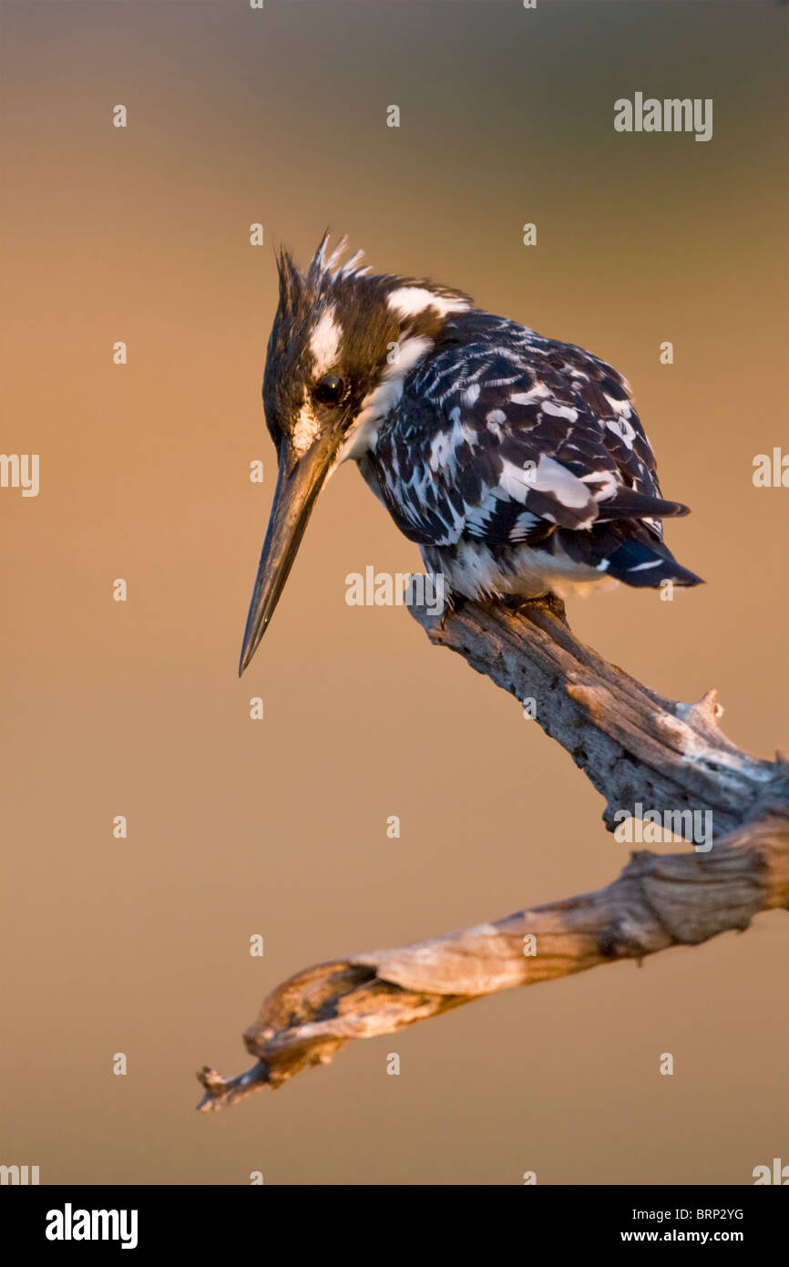 Pied Kingfisher appollaiato su un ramo Foto Stock