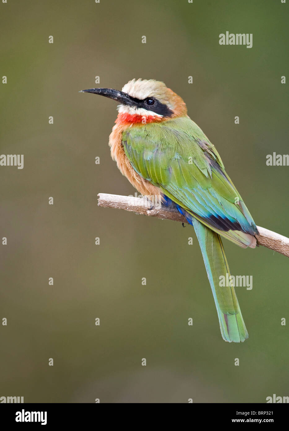 Bianco-fronteggiata gruccione appollaiato su un ramo Foto Stock