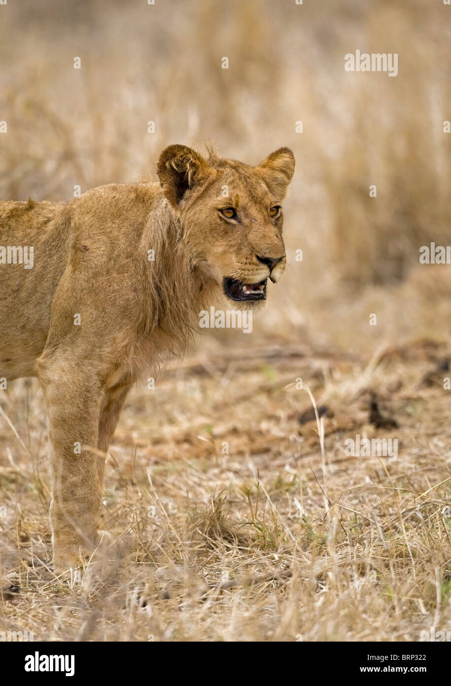 Sub-adulto Lion con scraggly mane Foto Stock