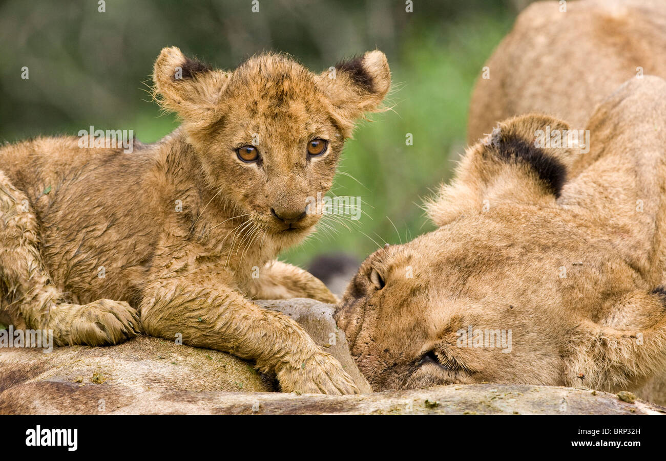 Lion cub con la madre alimentazione su una giraffa kill Foto Stock