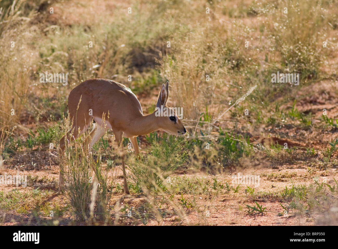 Steenbok in semi-aride praterie Foto Stock
