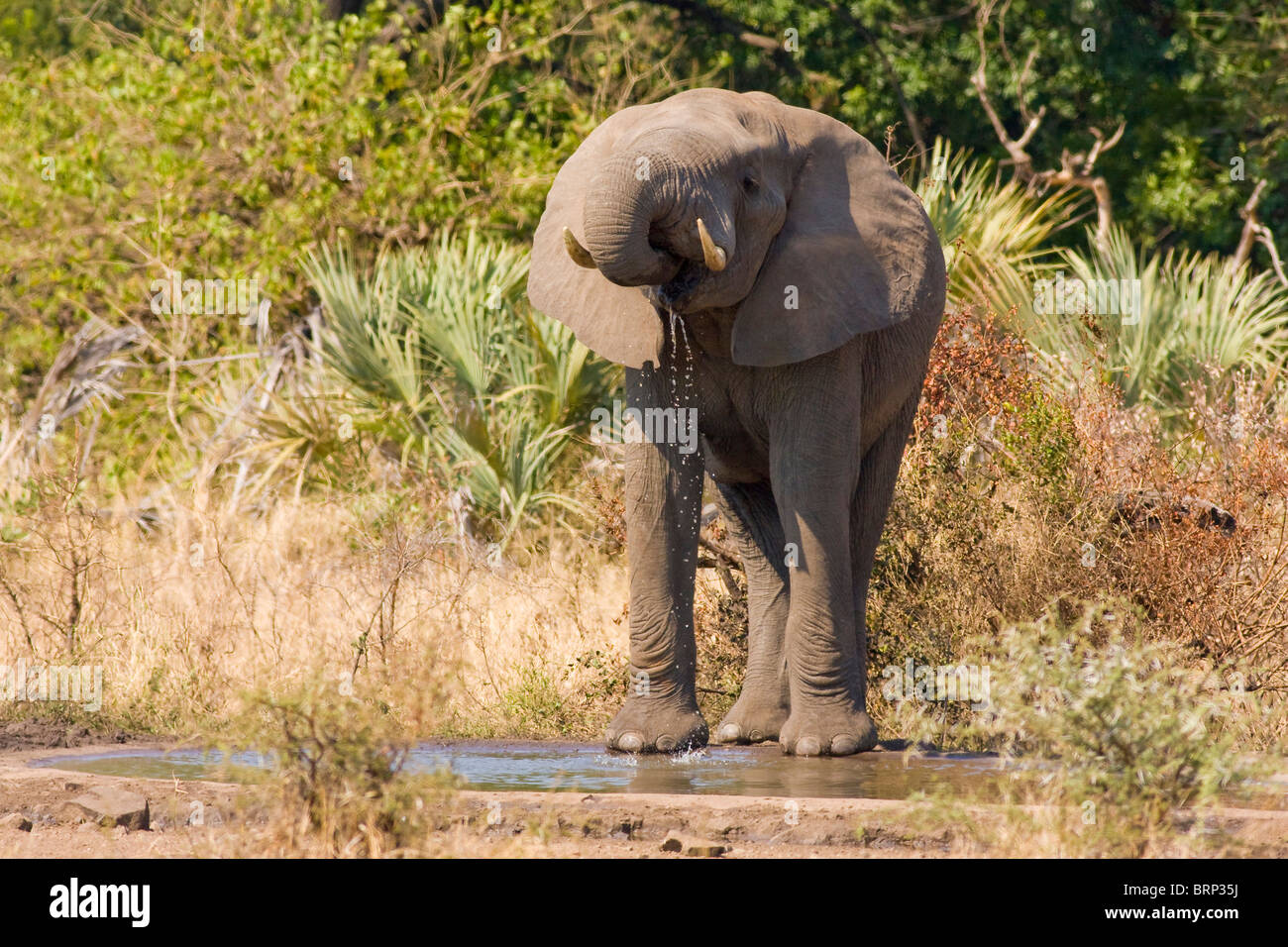 Elephant bere alla piccola waterhole Foto Stock