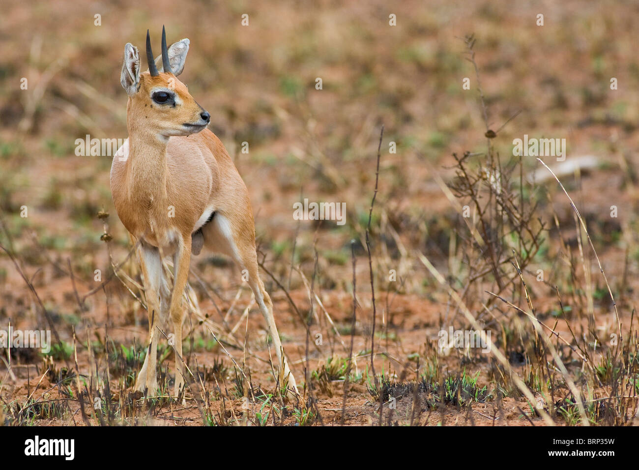 Steenbok in piedi in semi-zona arida cercando alert Foto Stock