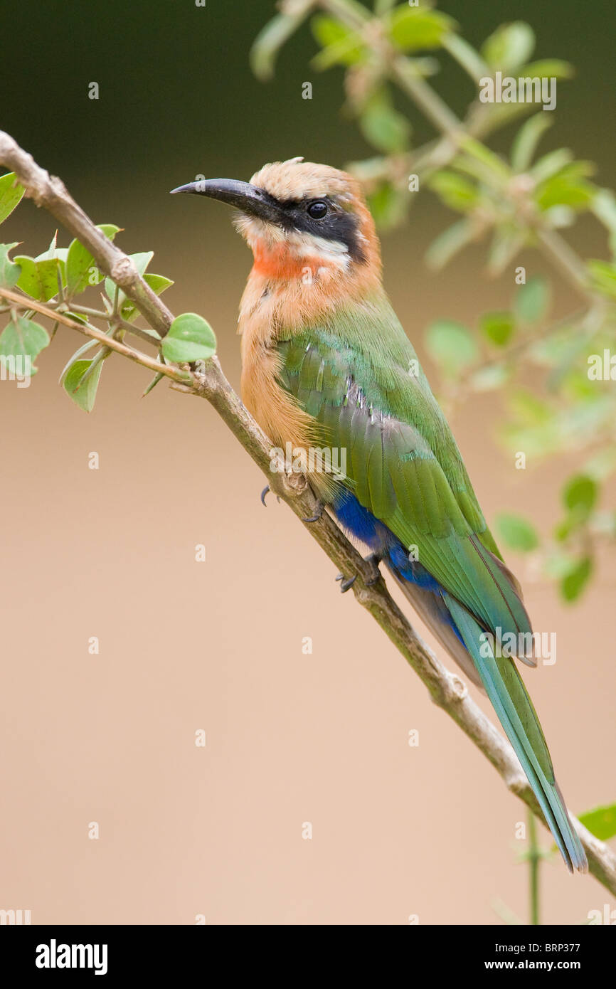 Bianco-fronteggiata gruccione appollaiato su un ramo sottile Foto Stock