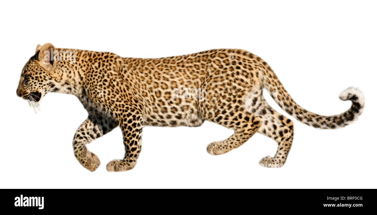 Baby leopard cut-out Foto Stock