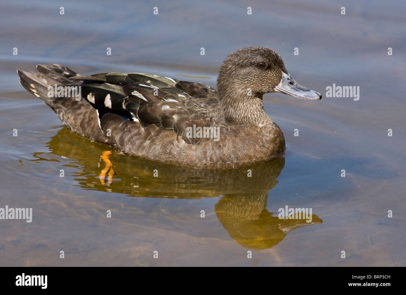 African black duck Foto Stock