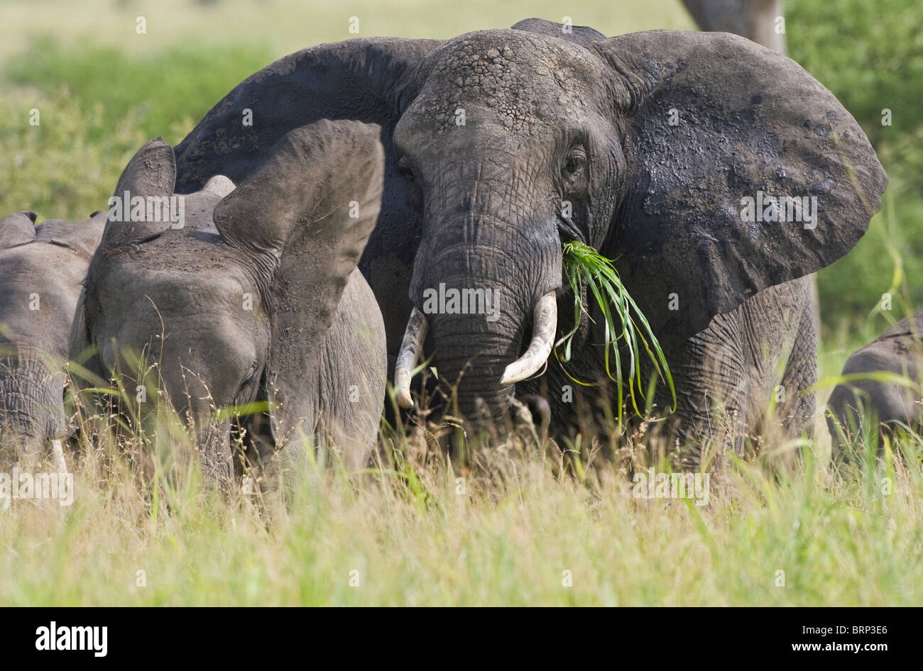 Elefante africano mandria Foto Stock