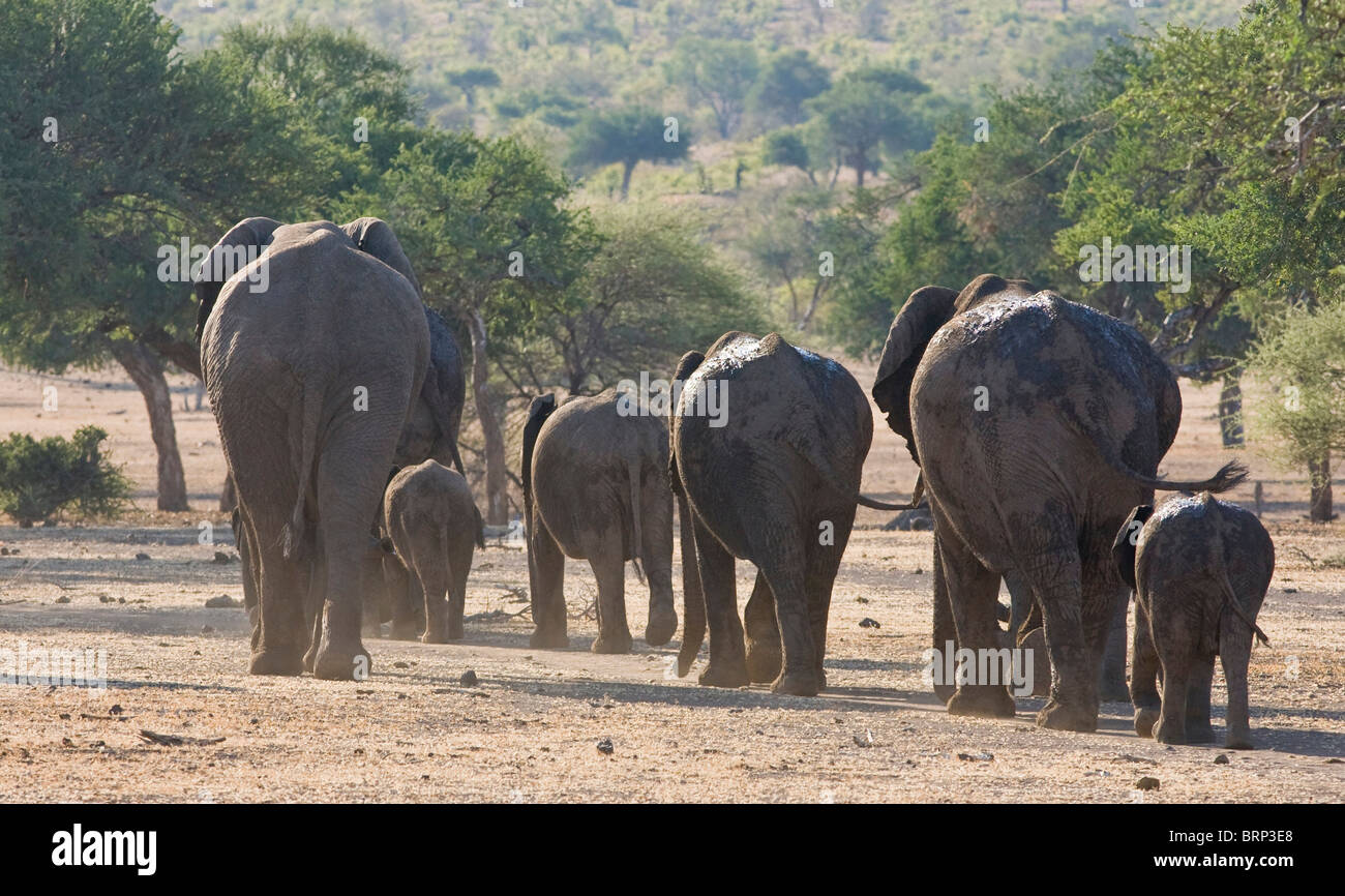 Elefante africano mandria a piedi Foto Stock