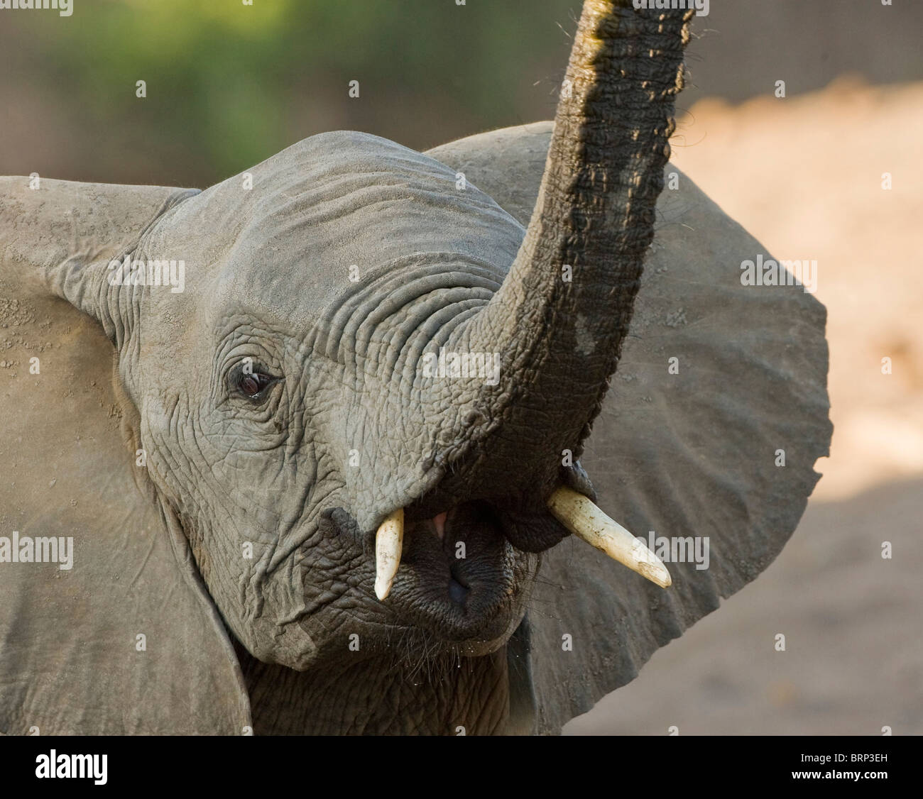 Ritratto di un elefante africano con il suo tronco sollevato Foto Stock