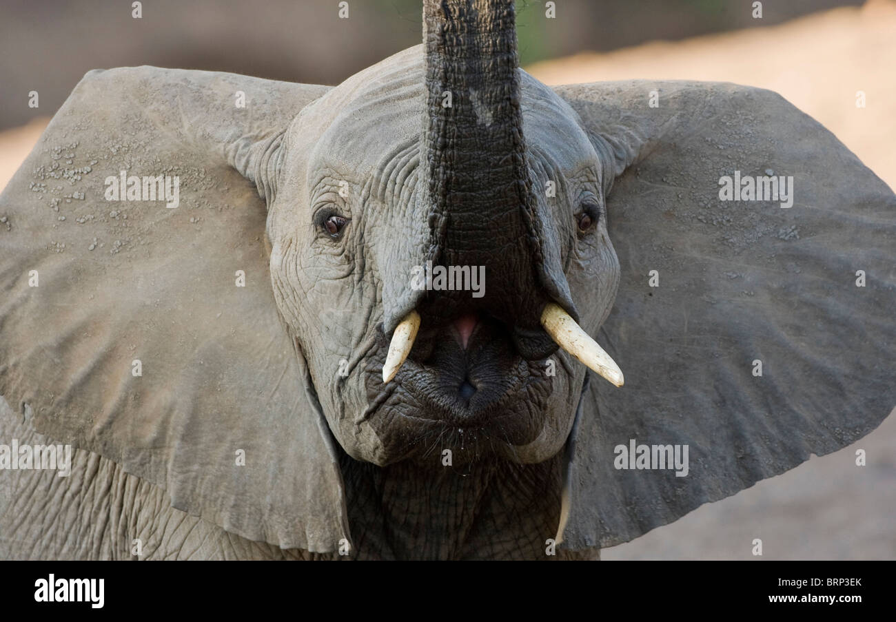 Ritratto di un elefante africano con il suo tronco sollevato Foto Stock