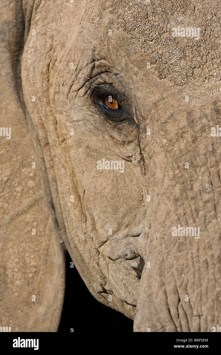 Elefante africano testa closeup Foto Stock