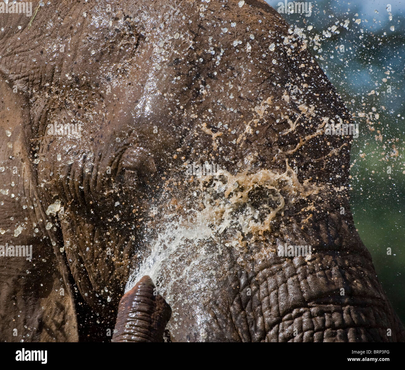 Elefante africano ritratto spruzzi di acqua sulla sua faccia Foto Stock