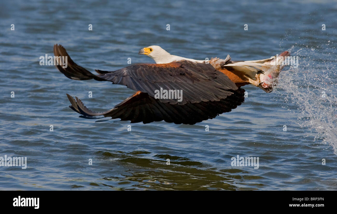 African fish eagle portando un pesce nella sua talons " Foto Stock