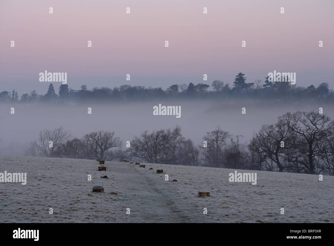 Gli inverni Alba Treescape con un sentiero in gennaio, Sussex , Inghilterra Foto Stock