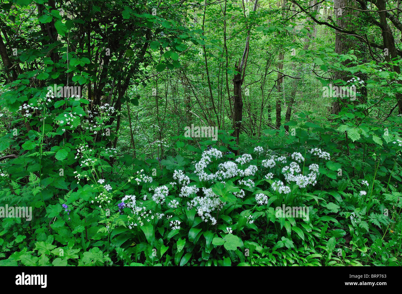 Un fresco ,molla verde bosco scena, Ambrogio Copse, Woodland Trust legno, Wiltshire, Regno Unito Maggio 2010 Foto Stock