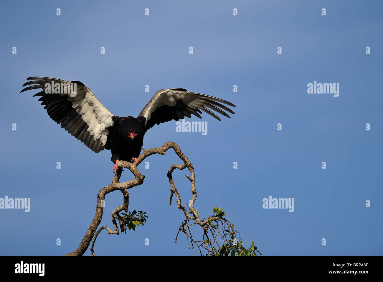 Bateleur eagle (Terathopius ecaudatus) mobile su un ramo con ali aperte - Masai Mara National Park - Kenya - Africa orientale Foto Stock