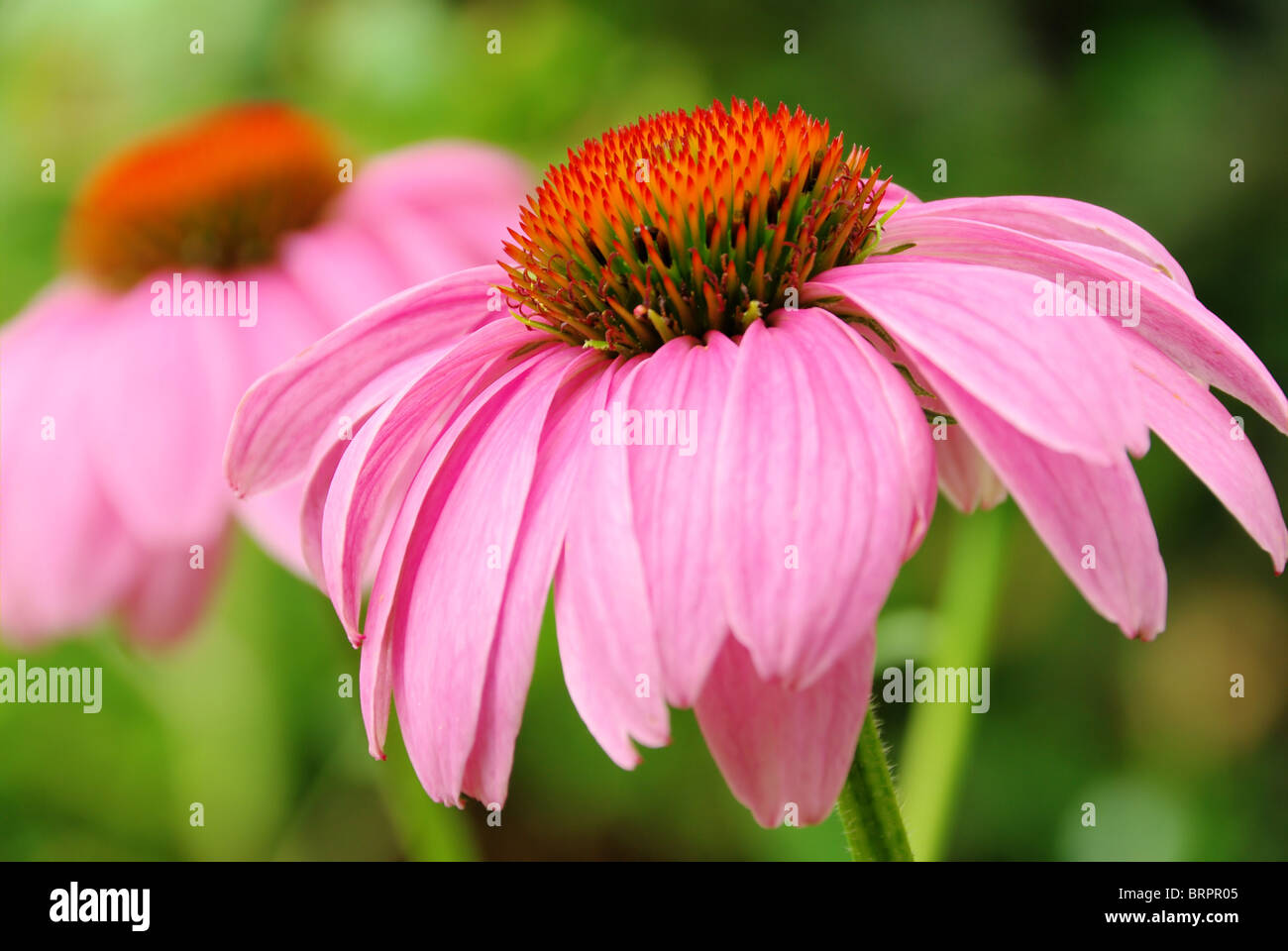 Sonnenhut Purpur - Purple Coneflower 42 Foto Stock