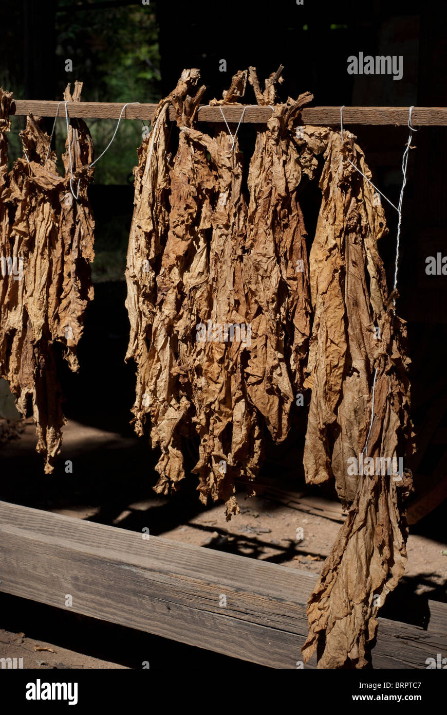 Le foglie di tabacco, appesi per asciugare in parte anteriore di un vecchio fienile Foto Stock