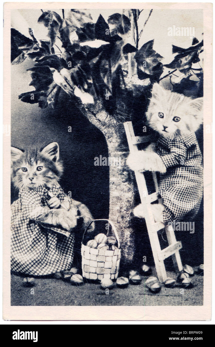 Gattini vestite come le persone si radunano i dadi dall'albero. Foto Stock
