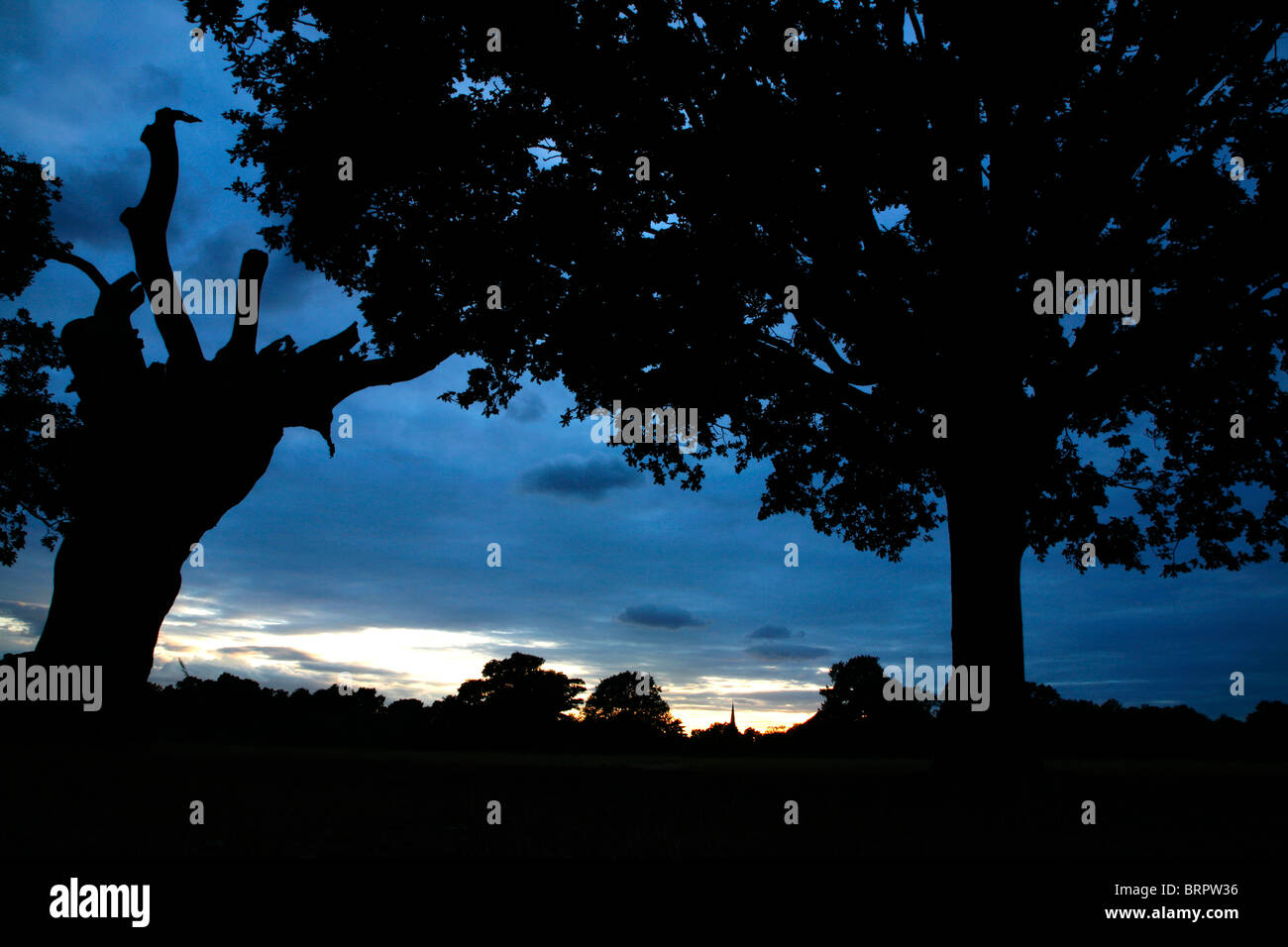 Vista del tramonto di Richmond Park, ad East Sheen, London, Regno Unito Foto Stock
