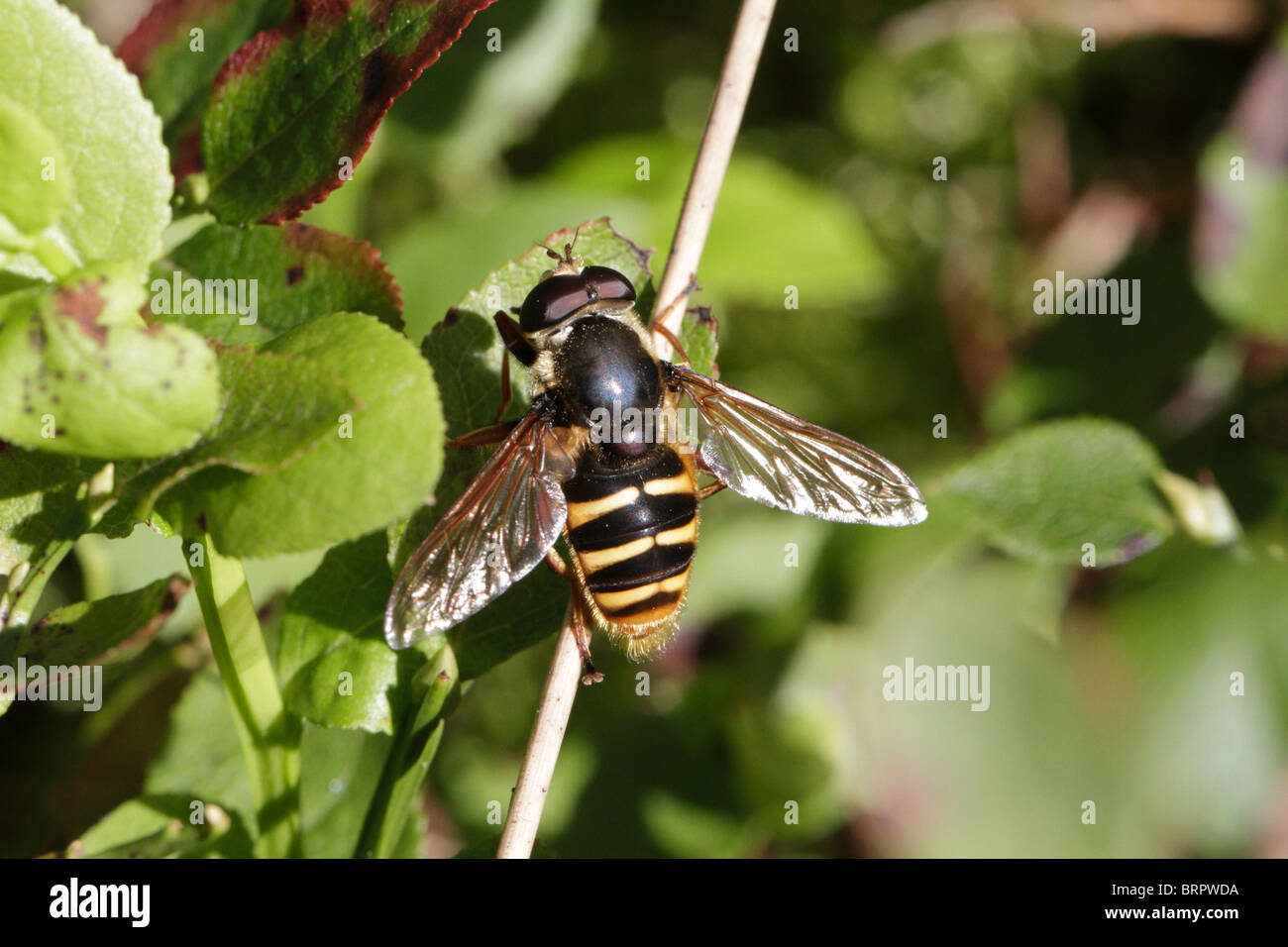 Sericomyia silentis, il comune Bog Hoverfly Foto Stock