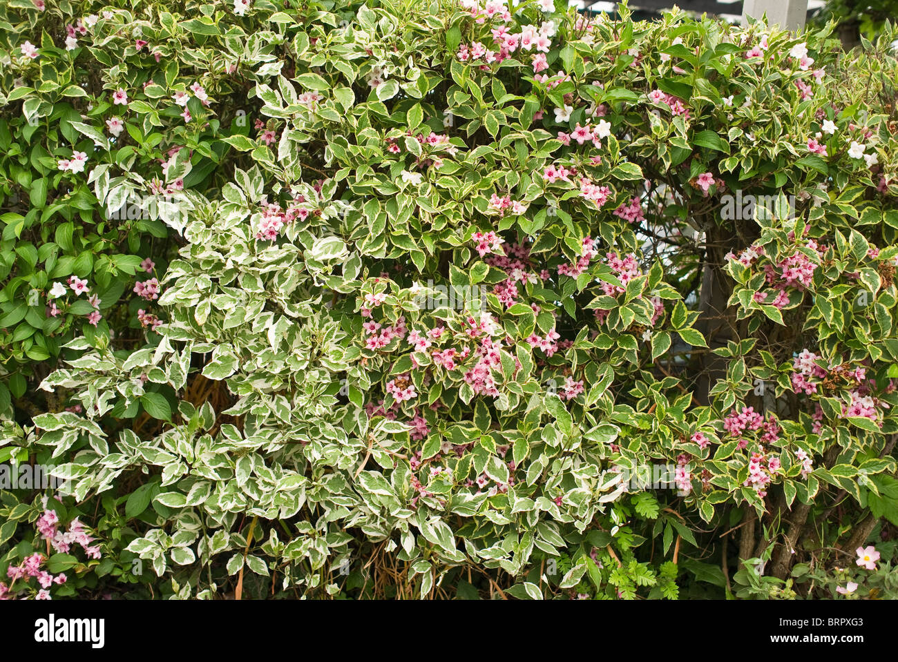 Le variegate weigela hedge NEL REGNO UNITO Foto Stock