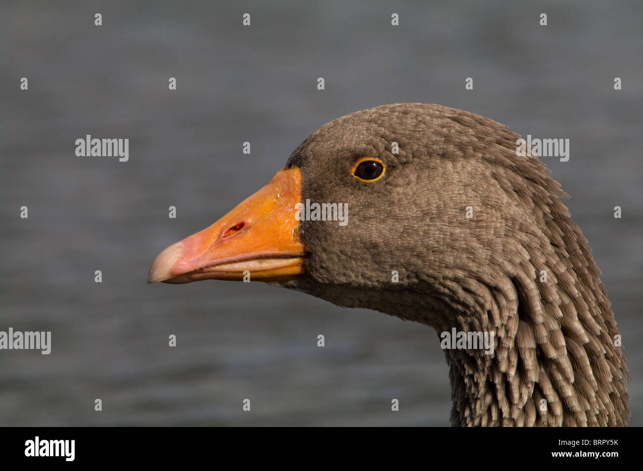 Testa di anser ritratto Foto Stock