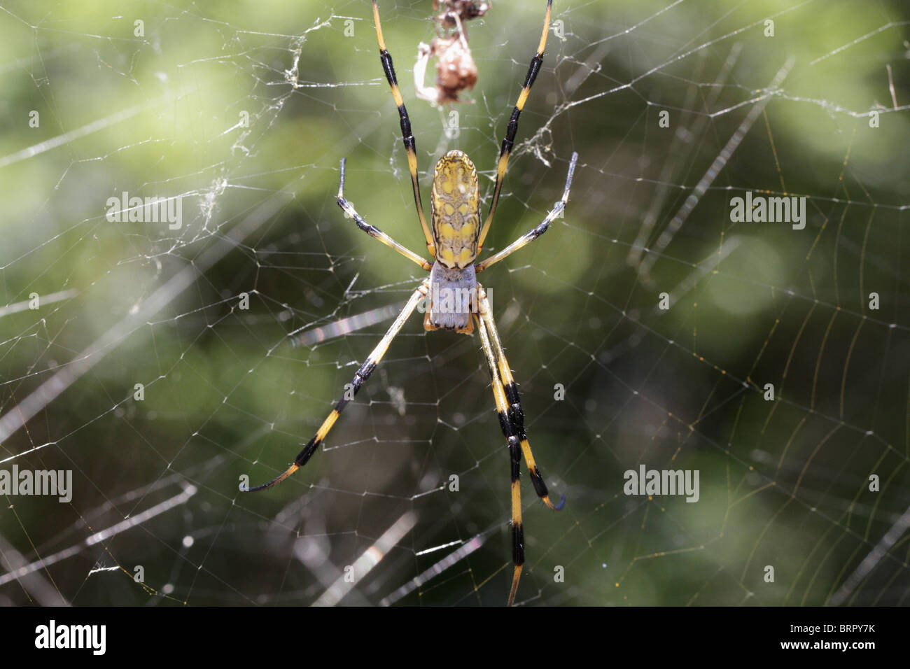 Femmina Nephila clavata a Kyoto, Giappone (Jorō Spider) Foto Stock